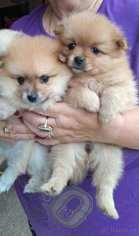 Nemecký trpaslicí špic typ pomeranian - 2