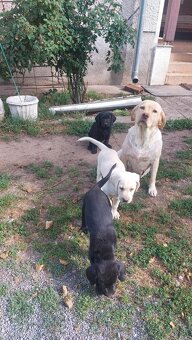 Šteniatka čistokrvného labradora - 2