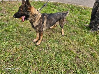 NEMECKÝ OVČIAK - 2