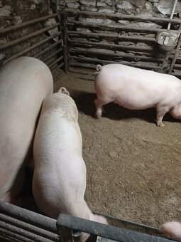 Prasce na predaj - 2