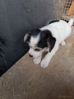 Kríženec Teriér Jacka Russella - 2