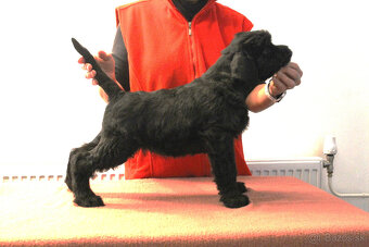 BRADAČ VEĽKÝ ČIERNÝ  pejsek s PP - 2