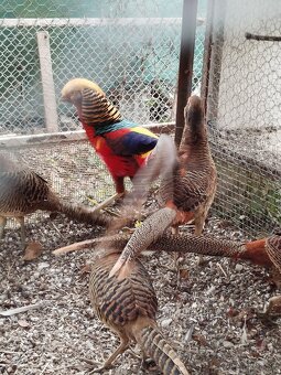 Predám bažanty zlate - 2