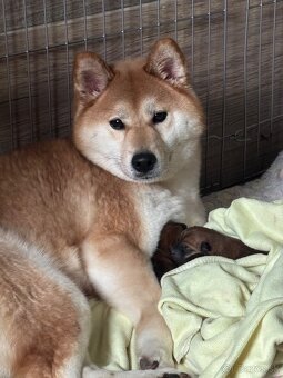 Shiba Inu ICHIMEI - 2