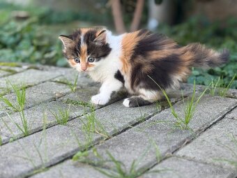 Dlhosrsta mačička trojfarebná - 2