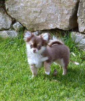 ČIVAVA - sučka s PP - 2