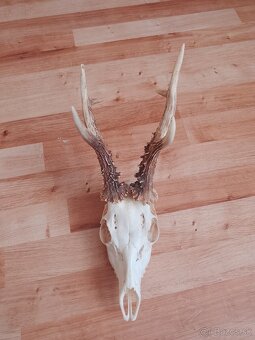 Parohy,parozie, trofeje, trofej - 2