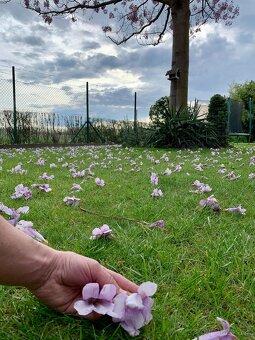 Paulownia hybrid – rýchlorastúci strom - 2