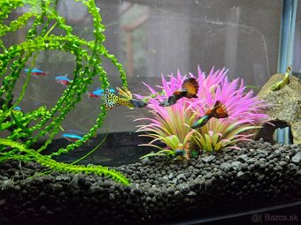 Akvarium 17l - 2