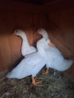 Brojlerove kacice peking - 2