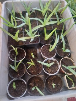 Aloe vera - 2