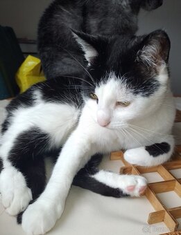 Mačička Molly veľmi milá a nenáročná - 2