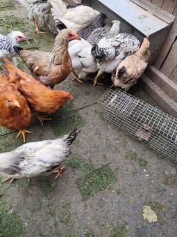Kohút 🐓 - 2