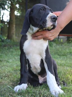 Nemecka doga štěně - 2