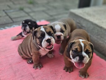 Anglicky buldog,bulldog - 2