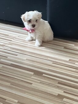 Mini Maltezak - 2