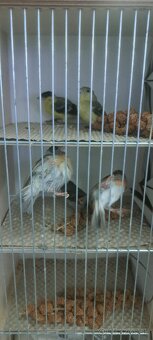 Predám Čižíkov Ohnivých - 2