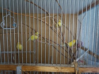 Predám mladých Kanárov - 2