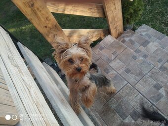 Yorksir teriér šteniatka - 2