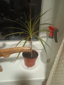 Dracena Dracaena - 2