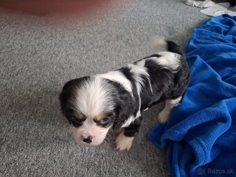 Predám Cavalier King Spaniel - 2
