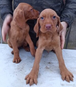 Maďarská vyžla - 2