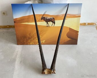 Trofej parožie Gemsbok - 2