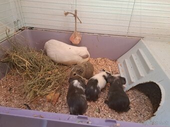 Predám morčatá - 2