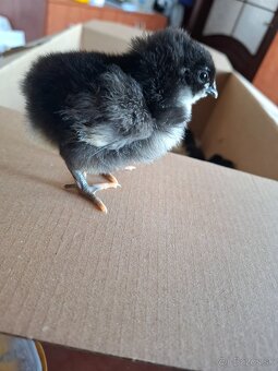 Australorpka ciernaNV - 2