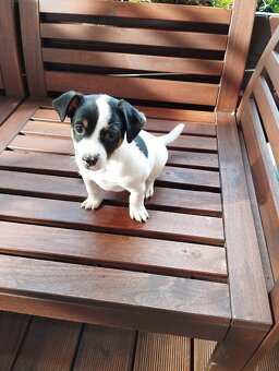 Jack Russel terier - 2