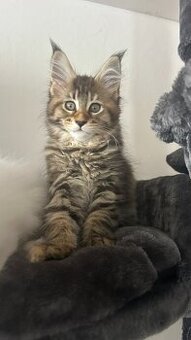 Mainská mývalia / Maine coon - 2