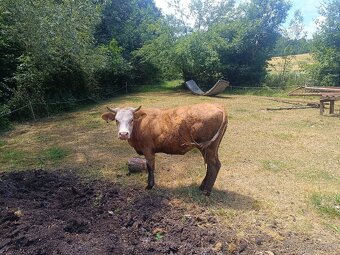 Jalovička Slovenská Straka - 2