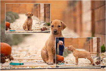 Rhodesian ridgeback s PP - 2