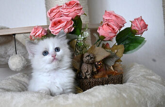 RAGDOLL mačiatka s rodokmeňom, - 2