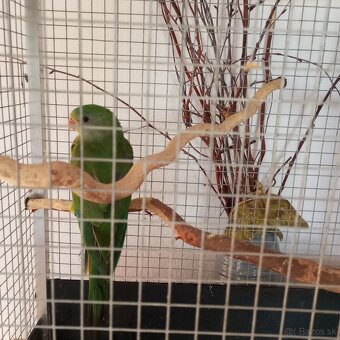 Baraband nádherný - 2