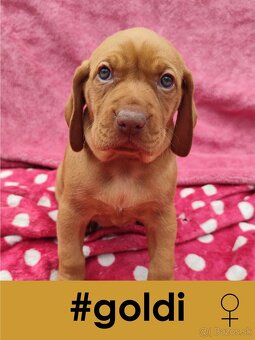 Maďarská vyžla bez PP - 2