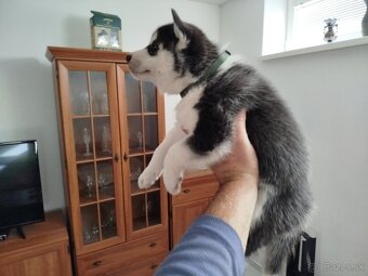 SIBÍRSKY HUSKY - 2