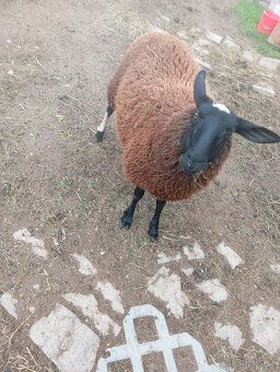 vf ovce a nepříbuzný beran - 2