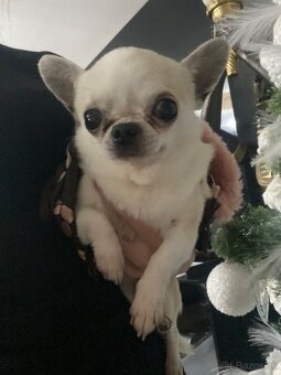 Čivava , mini čevava , civava , , mini čivavy , - 2