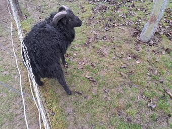 Quessantsky baran - 2