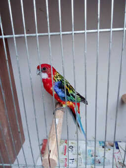 Rozela pestrá - krúžkovaná - 2