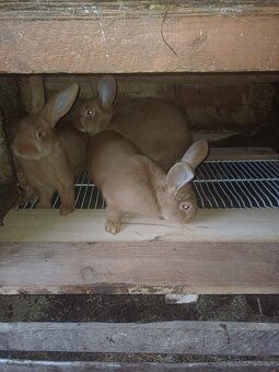 Burgundský králík - 2