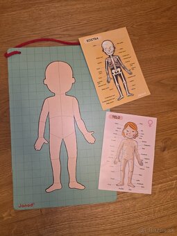 Ludske telo - magneticka tabula - 2