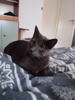 Darujem kocúrika - 2