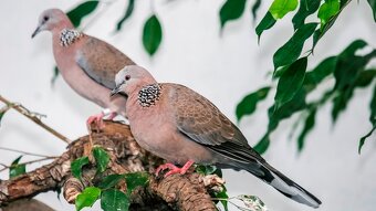 Hrdlička čínska - predám samca - 2