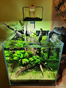 Predam Akvarijne rastliny - 2