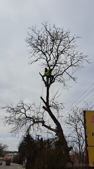 Rizikové Pílenie stromov - 2
