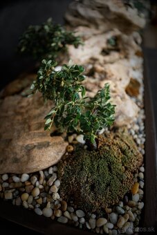 Krajinka Bonsai v miske 78x38cm - 2