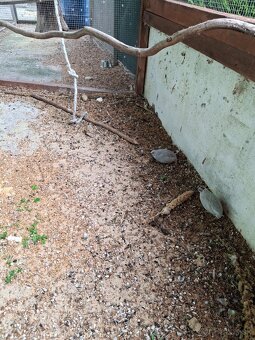 Prepelica činska - 2