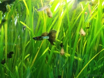 Predám gupky - posledné kusy - 2